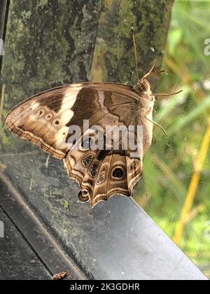 Insekten in Sri Lanka, Visit Sri Lanka Stockfoto