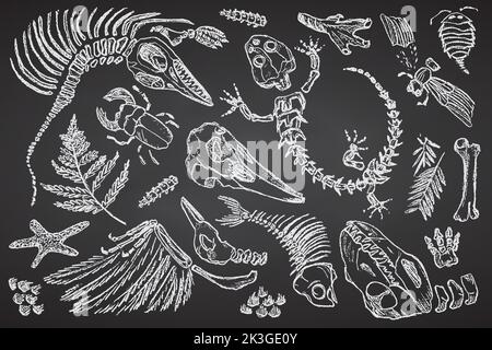 Stein mit Abdrücken von Skeletten prähistorischer Tiere, Insekten und Pflanzen. Graue Archäologie, Bruchstücke von Rissfelsen, Trümmerbrocken. Satz von Stock Vektor