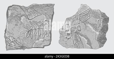 Stein mit Abdrücken von Skeletten prähistorischer Tiere, Insekten und Pflanzen. Graue Archäologie, Bruchstücke von Rissfelsen, Trümmerbrocken. Satz von Stock Vektor