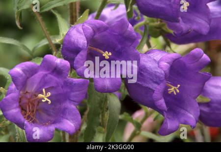 NAHANSICHT VON CAMPANULA MEDIUM BLÜTEN 'CUP & SAUCER' AUCH BEKANNT ALS CUP & SAUCER GLOCKENBLÜTEN ODER CANTERBURY GLOCKEN Stockfoto