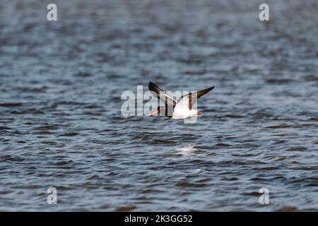 Niedrig fliegender australischer Austernfischer. Gesehen auf einem See in Ulladulla Stockfoto