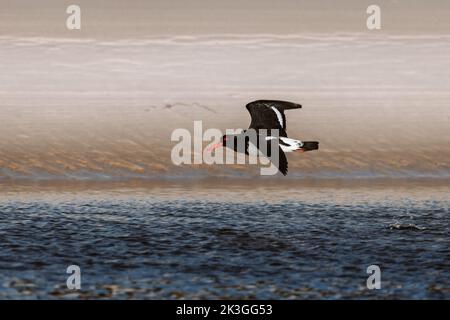 Niedrig fliegender australischer Austernfischer. Gesehen auf einem See in Ulladulla Stockfoto