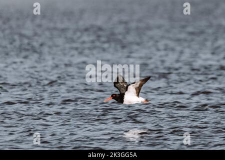 Niedrig fliegender australischer Austernfischer. Gesehen auf einem See in Ulladulla Stockfoto