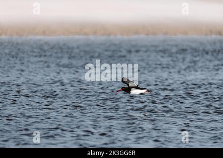 Niedrig fliegender australischer Austernfischer. Gesehen auf einem See in Ulladulla Stockfoto