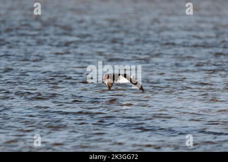 Niedrig fliegender australischer Austernfischer. Gesehen auf einem See in Ulladulla Stockfoto