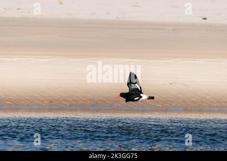 Niedrig fliegender australischer Austernfischer. Gesehen auf einem See in Ulladulla Stockfoto