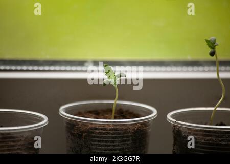 Aus Marihuana im Boden sprießen. Pflanzen zu Hause anbauen. Sprossen am Fenster. Cannabis zu Hause anbauen. Stockfoto