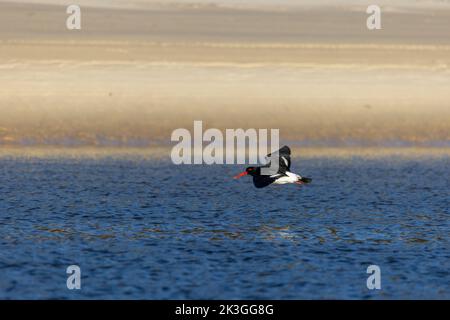 Niedrig fliegender australischer Austernfischer. Gesehen auf einem See in Ulladulla Stockfoto