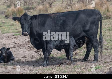 Eine Hauskuh und ihr Kalb, die säugen und Milch trinken, Vieh in Point Reyes National Seashore in Kalifornien, USA, Nordamerika. Stockfoto