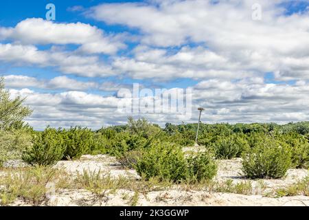 Landschaft mit einem Fischadler-Nest Stockfoto