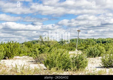 Landschaft mit einem Fischadler-Nest Stockfoto