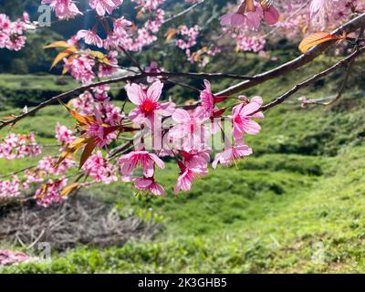 Phaya Suea Krong Blume oder Prunus Cerasoides Blume oder Königin Tiger Blume oder genannt Kirschblüten Thailand blühen, um die Wintersaison in zu begrüßen Stockfoto