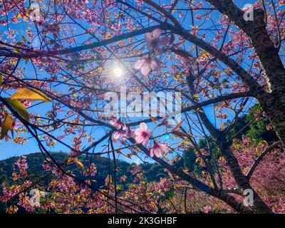 Phaya Suea Krong Blume oder Prunus Cerasoides Blume oder Königin Tiger Blume oder genannt Kirschblüten Thailand blühen, um die Wintersaison in zu begrüßen Stockfoto