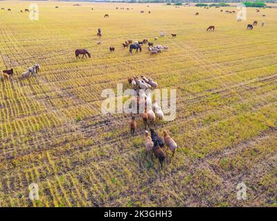 Eine Herde Schafe, Widder, Lämmer und Pferde grasen auf einer Wiese. Wandern und Beweiden von Haustieren auf der Farm und Ranch. Vieh frisst Gras auf einer Lichtung. Stockfoto