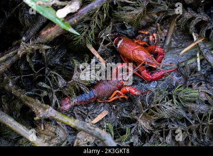 Rote Süßwasser-Krebse (Hummerspiezen) in der Nähe des Nils Stockfoto