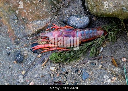 Rote Süßwasser-Krebse (Hummerspiezen) in der Nähe des Nils Stockfoto