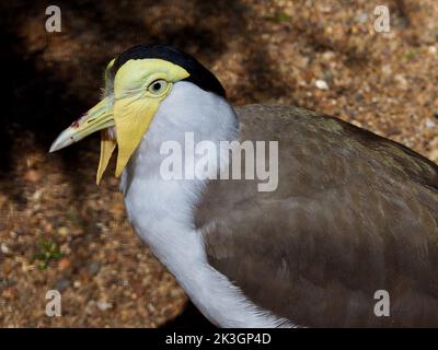 Ein Nahaufnahme-Porträt eines unglaublich auffälligen maskierten Kiebitz mit bemerkenswerten Merkmalen. Stockfoto