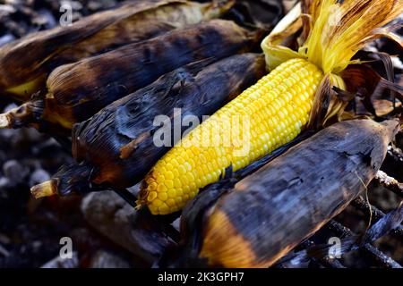 Frisch gekochter oder gegrillter Zuckermais auf dem Maiskolben, bestreut mit Salz und Gewürzen. Beliebtes türkisches Street Food. Gegrillte Maiskolben auf einem Kohlegrill Stockfoto