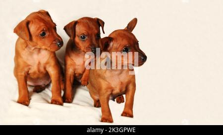 Drei braune Welpen sitzen auf weißem Hintergrund. Die kleinen Hunde schauen weg. Hochformat. Mini Pinscher rot. Mini Pinscher reinrassige Haustiere. Stockfoto