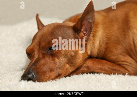 Die Schnauze eines schlafenden Hundes. Ein brauner, glatter Hund schläft auf einer weißen Decke. Nahaufnahme. Porträt eines ruhenden Haustieres. Stockfoto