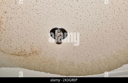 Deckenschaden durch eine Wasserleitungsleck in einer Innendecke durch eine defekte Sprinkleranlage. Stockfoto