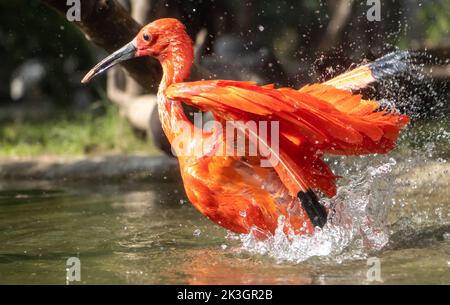 Der scharlachrote Ibis (Eudocimus ruber) im Wasser Stockfoto