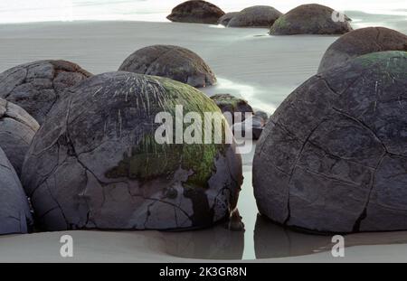 Die Moeraki-Felsbrocken sind ungewöhnlich große kugelförmige Felsbrocken, die entlang eines Teiles des Koekohe Beach an der wellenförmigen Küste von Otago in Neuseeland liegen. Stockfoto