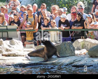 Das Publikum beobachtet die Aufführung des südamerikanischen Seelöwen im Zoo Wien Schönbrunn. Tiergarten Schönbrunn ist ein Zoo auf dem Gelände des Schloss- und Parkkomplexes Schönbrunn am Stadtrand von Wien. Er wurde 1752 gegründet und ist der älteste Zoo Europas. Mehr als 8500 Tiere (etwa 700 Arten) leben hier heute. Mehr als 2 Millionen Menschen besuchen den Zoo jährlich. Stockfoto