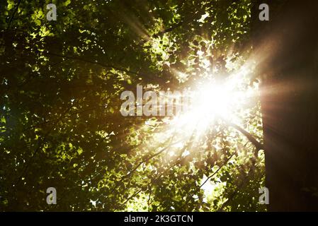 Der Himmel rast durch die Bäume. Low-Angle-Aufnahme der Sonne, die durch grüne Baumkronen scheint. Stockfoto