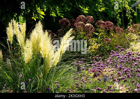 Frühherbstgarten, Zwergpampagras, Cortaderia selloana 'pumila', Verbena bonariensis, Frühherbstgras mehrjährige Gartenszene Sonnentag Stockfoto