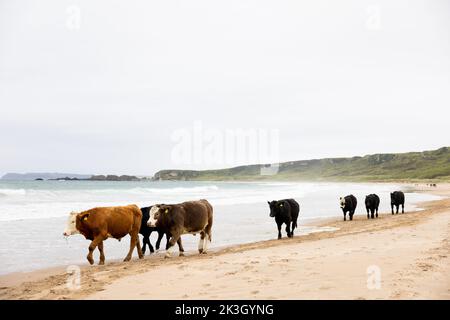 Eine Rinderherde am Strand von Whitepark Bay an der nordirischen Antrim-Küste. Stockfoto