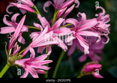 Nerine bowdenii Flower, Guernsey Lily, Pink Nerine Blooming, Jersey Lily, Cape Flower wunderschöne Blumen Stockfoto