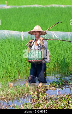 Vietnamesischer Landwirt, der Bambushut trägt und auf Reisfeldern fischt, Hai Phong, Vietnam Stockfoto