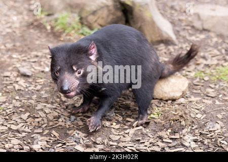 Der legendäre Tasmanische Teufel an einem kühlen Frühlingstag in der Nähe des Cradle Mountain, Tasmanien, Australien, in einer natürlichen Umgebung Stockfoto