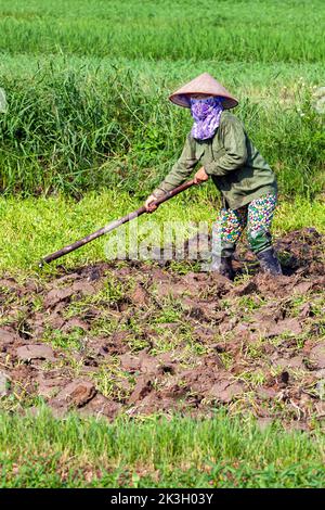 Vietnamesische Dame mit Bambushut, die im Reisfeld arbeitet, Hai Phong, Vietnam Stockfoto