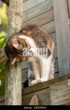 Vertikale Ansicht braun und weiß von Katze kratzen es Regal Kopf mit einer Holzstruktur im Garten Stockfoto
