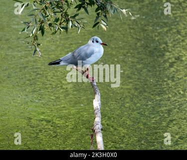 Schwarze Möwe, die auf einem Ast steht Stockfoto