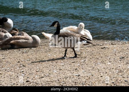 Barnacle Goose zu Fuß auf dem Ufer eines Flusses Stockfoto