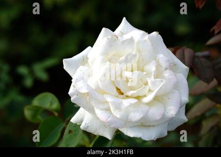 Nahaufnahme der Rosenblüte auf dem Hintergrund verschwommene weiße Rosenblüte im Garten der Rosen. Selektiver Fokus. Stockfoto