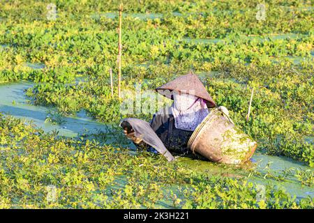 Vietnamesischer Landwirt im Tiefwasser, der Samen in überflutetem Reisfeld aussaat, Hai Phong, Vietnam Stockfoto