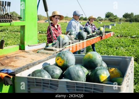 Gruppe von Landarbeitern, die Wassermelonen pflücken und auf der Ernteplattform auf dem Feld arbeiten Stockfoto