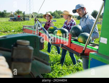 Arbeiter pflücken reife Wassermelonen mit der Erntemaschine Stockfoto