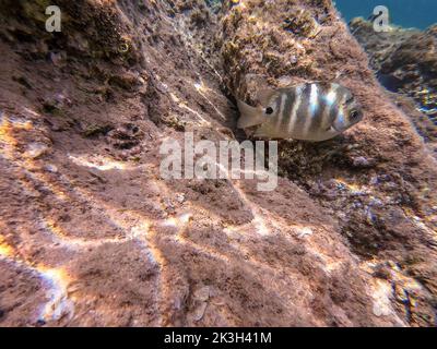 Der Dreitopf Dascyllus (Dascyllus trimaculatus), bekannt als Domino-Damsel oder einfach Domino, ist eine Art des Degoistischen aus der Familie Pomacentridae und Stockfoto