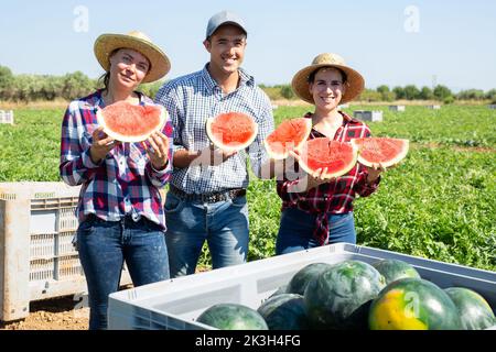 Zufriedene Wassermelonen-Erntemaschinen, die reife rote Wassermelonen-Scheiben im Bauernfeld verkosten Stockfoto