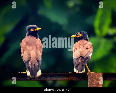 Gewöhnliches Myna-Vogelpaar oder indische Myna (Acridotheres tristis). Manchmal buchstabiert mynah, ist ein Vogel in der Familie Sturnidae, heimisch in Asien. Uttarakhand Stockfoto