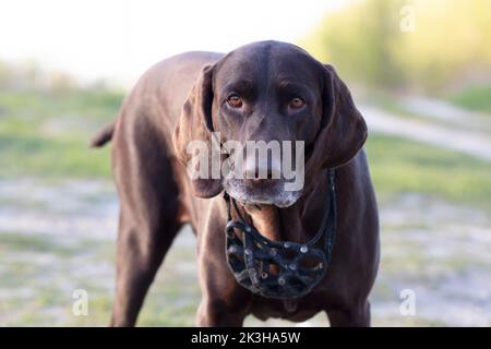 Hund Deutsch kurzhaarige Zeiger Rasse Nahaufnahme. Stockfoto