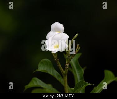 Wunderschöne weiße Plumeria-Blumen auf dunklem Hintergrund im Garten in Mangalore, Indien. Sie sind auch als Frangipani bekannt. Stockfoto