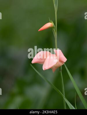 Nahaufnahme einer wunderschönen rosa Gladiolusblüte (Gladiolus oppositiflorus), blüht im Garten von Mangalore in Karnataka, Indien. Stockfoto