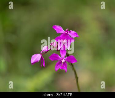 Wunderschöne leuchtend violette Bodenorchideen (Spathoglottis plicata) im Garten in Mangalore, Indien. Tropische Blumen, auch Philippine Ground genannt Stockfoto