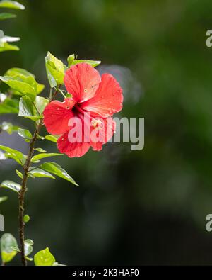 Einblühende rote Hibiskusblüte im Garten, die nach einem Regenguss im natürlichen Sonnenlicht glitzert. Auch kennen Sie chinesischen Hibiskus oder Chinarose oder Hawaiianischen Hibiskus Stockfoto